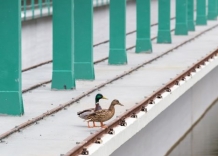 Zapora na rzece Rudawa, na której stoją kaczki.